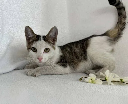 A baby small-sized female Domestic Short Hair cat named Bikini for adoption in Lunenburg, MA