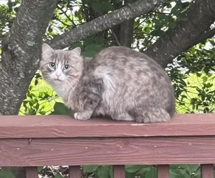 An adult small-sized male Domestic Medium Hair cat named Whispy for adoption in Fairfax, VA