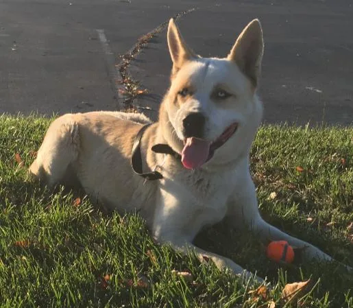 An adult large-sized male Apricot / Beige Husky dog named Julius for adoption in Woodland, CA