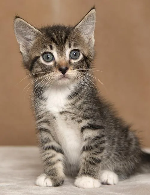 A baby medium-sized male Tabby (Brown / Chocolate) Tabby cat named Bryce for adoption in Chicago, IL