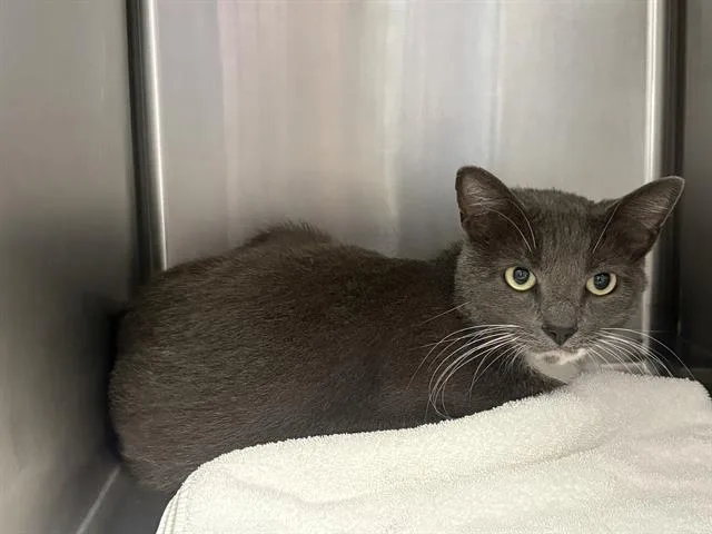 An adult medium-sized female Domestic Short Hair cat named Mia for adoption in Santa Cruz, CA