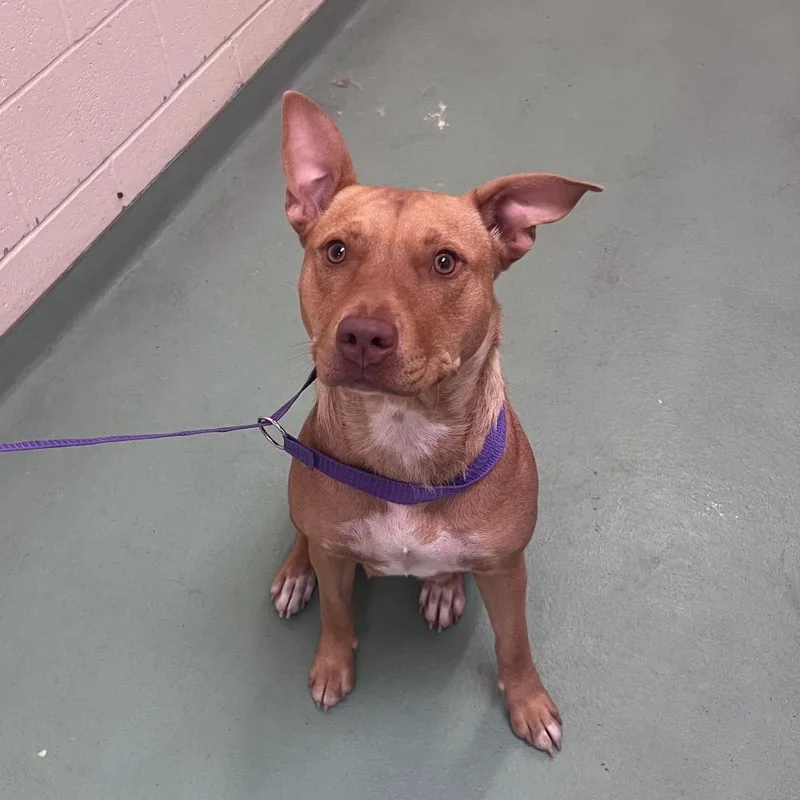 An adult medium-sized female Yellow / Tan / Blond / Fawn Mixed Breed dog named Mollie for adoption in Memphis, TN