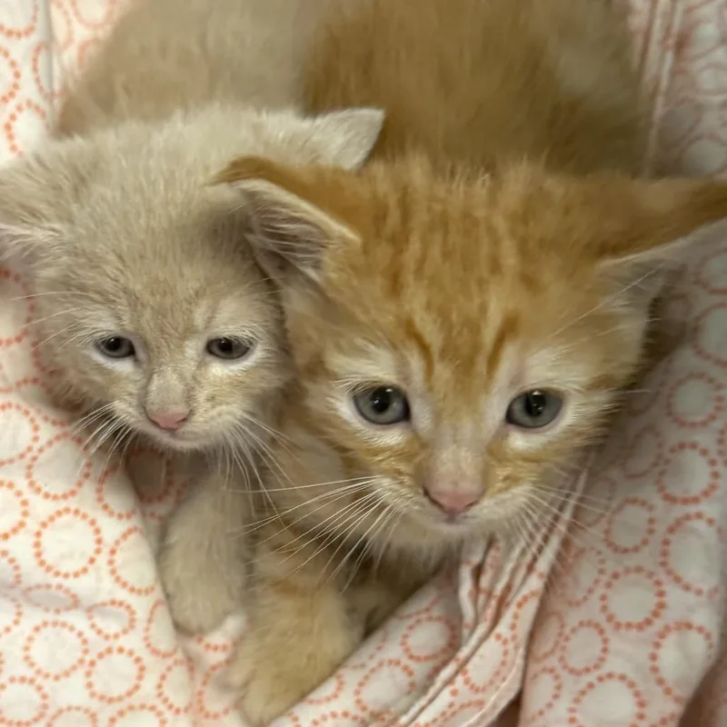 A baby small-sized male Orange / Red Domestic Short Hair cat named Miguel Angel for adoption in Los Angeles, CA