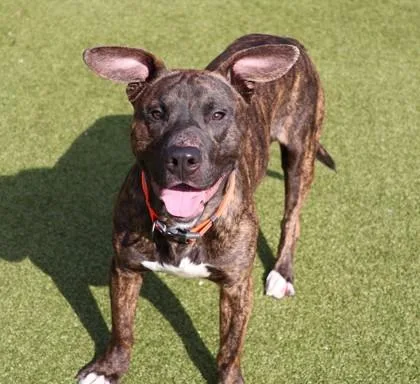 Doofenschmirtz thumbnail 2