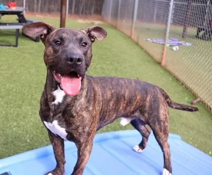 Doofenschmirtz thumbnail 3