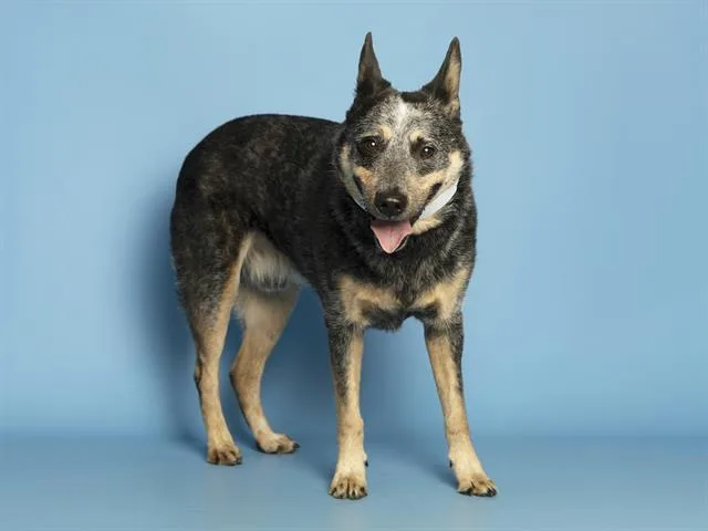 An adult medium-sized male Australian Cattle Dog / Blue Heeler dog named Connor for adoption in Phoenix, AZ