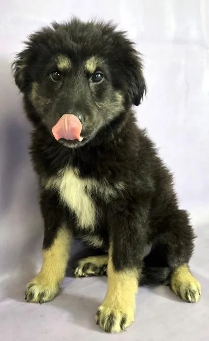 A baby large-sized female German Shepherd Dog dog named Bear for adoption in Morton Grove, IL