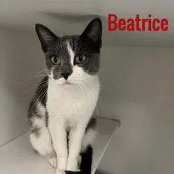 Beatrice