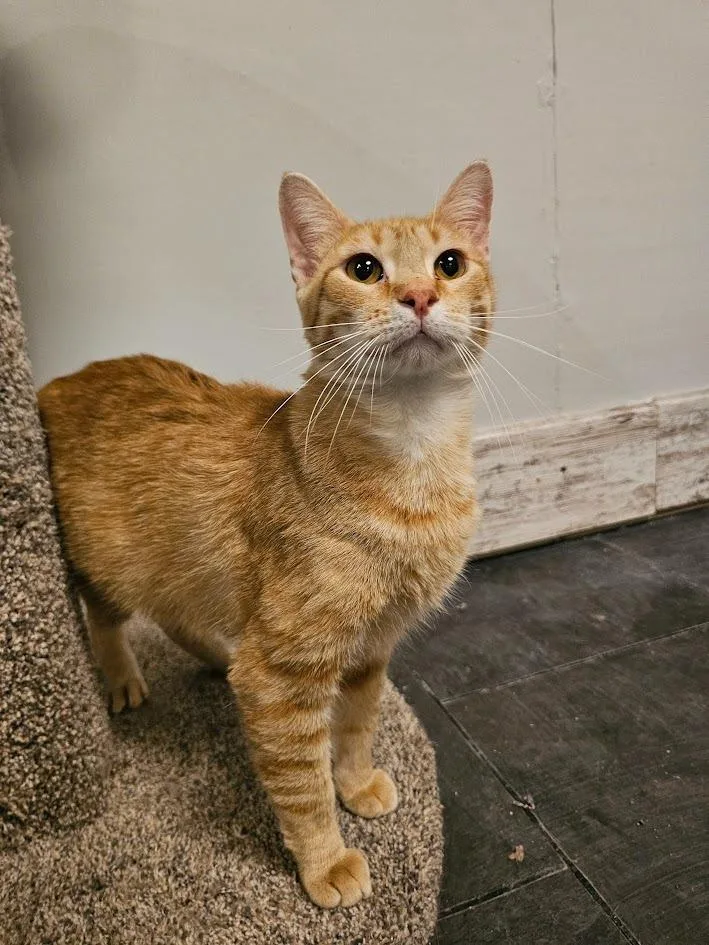 An adult medium-sized male Domestic Short Hair cat named Big Boy Charlie for adoption in St. Cloud, MN