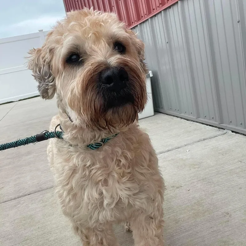 A senior medium-sized female Wheaten Terrier dog named Sugar for adoption in Minooka, IL