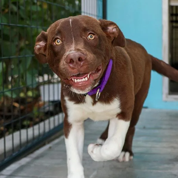 A baby medium-sized male Brown / Chocolate Mixed Breed dog named Chief for adoption in Bradenton, FL
