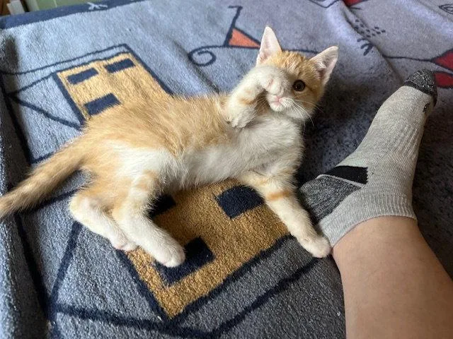 A young medium-sized male American Shorthair cat named Cheesecake for adoption in Kohler, WI