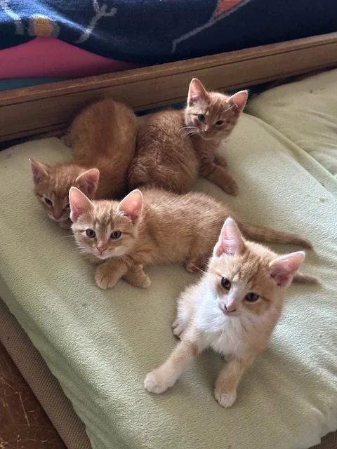 Cheesecake thumbnail 2