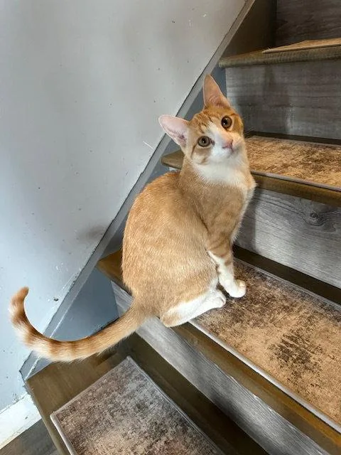 Cheesecake thumbnail 3