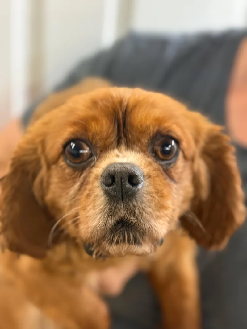 An adult small-sized male Cavalier King Charles Spaniel dog named Ray for adoption in Blue Springs, MO