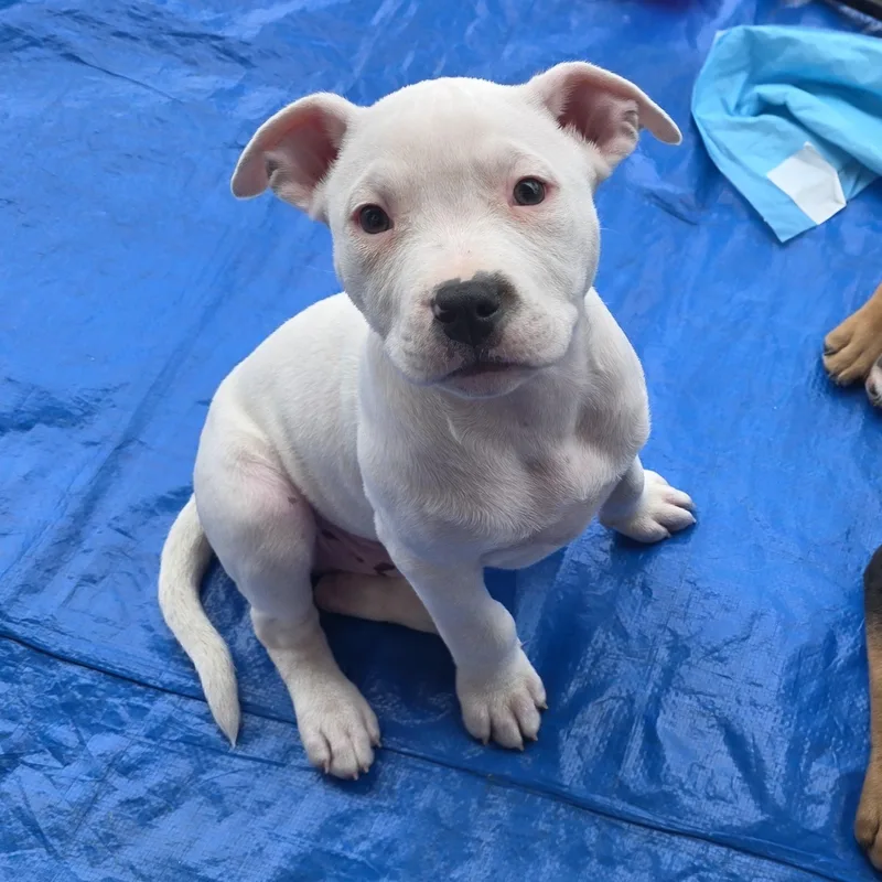 A baby medium-sized male White / Cream Pit Bull Terrier dog named Dallas for adoption in Dallas, TX