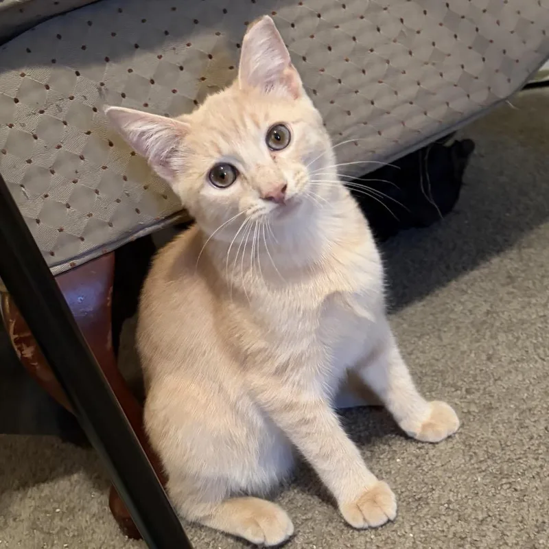 A baby small-sized male Buff / Tan / Fawn Domestic Medium Hair cat named Agamemnon for adoption in Mount Laurel, NJ