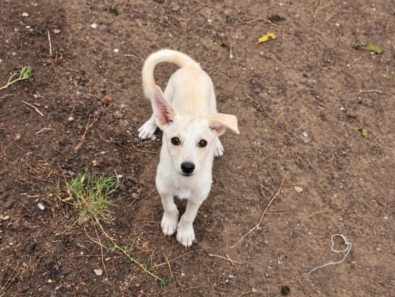 A baby small-sized male Chihuahua dog named Ron Stoppable for adoption in Uxbridge, MA