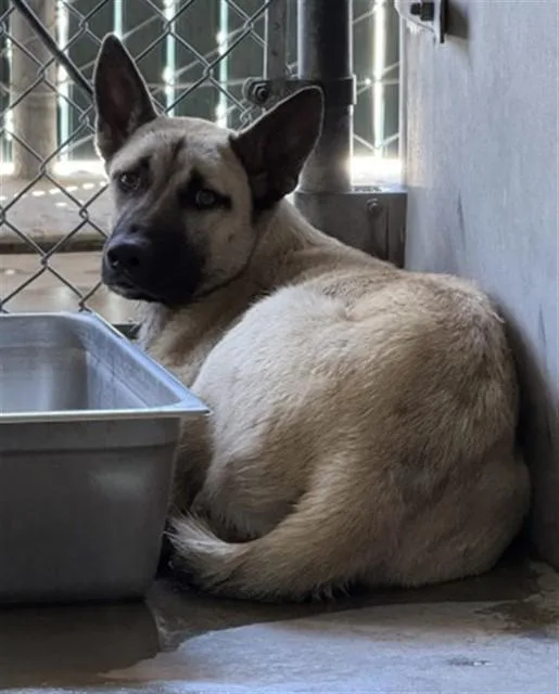 A young small-sized male German Shepherd Dog dog named Elijah for adoption in San Bernardino, CA