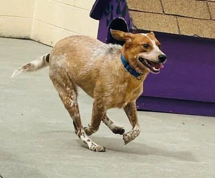 An adult medium-sized female Mixed Breed dog named Magdalene for adoption in West Chester, PA