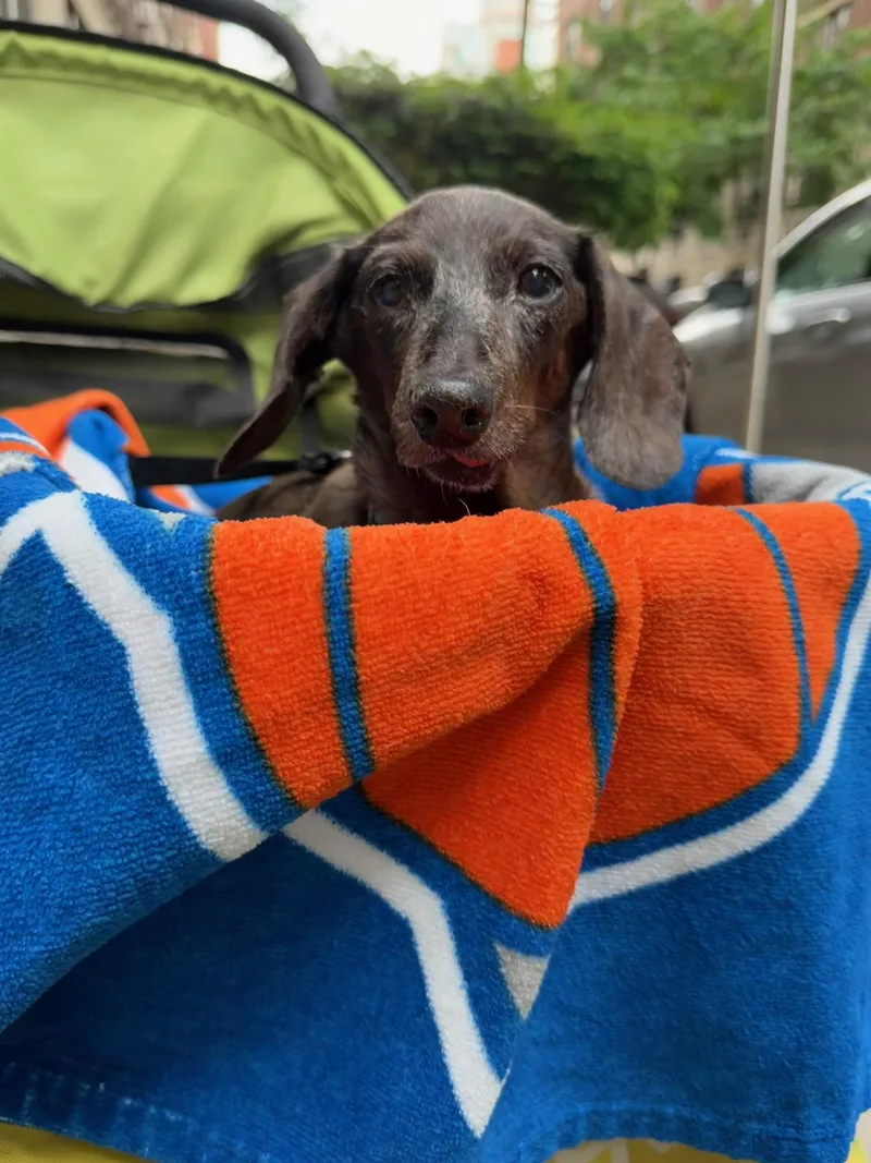 A senior small-sized female Dachshund dog named Echo for adoption in New York, NY