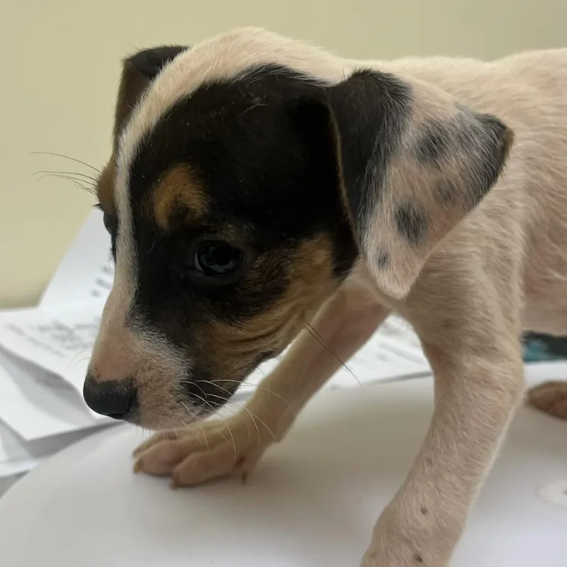 A baby small-sized male Brown / Chocolate Mixed Breed dog named Sneezy for adoption in Madisonville, TN