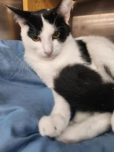 Jasper Petsmart Plantation