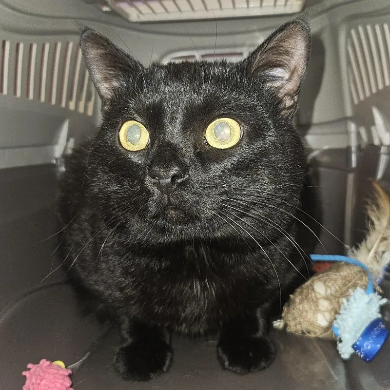 An adult large-sized male Black Domestic Short Hair cat named Finneus for adoption in Cedar Rapids, IA
