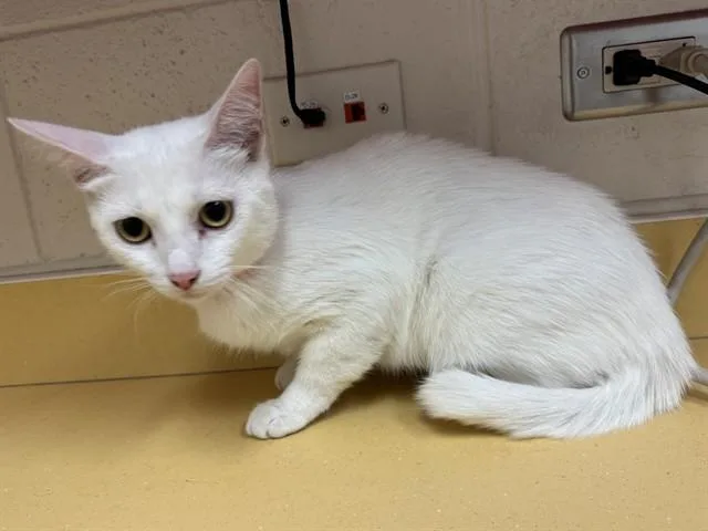 A young medium-sized female Domestic Short Hair cat named Frostina for adoption in Colorado Springs, CO