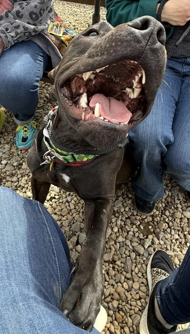 An adult large-sized male Black Pit Bull Terrier dog named Noah for adoption in Cleveland, OH