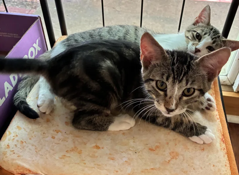 A baby medium-sized male Tabby (Gray / Blue / Silver) Domestic Short Hair cat named Hadrian for adoption in Fort Worth, TX