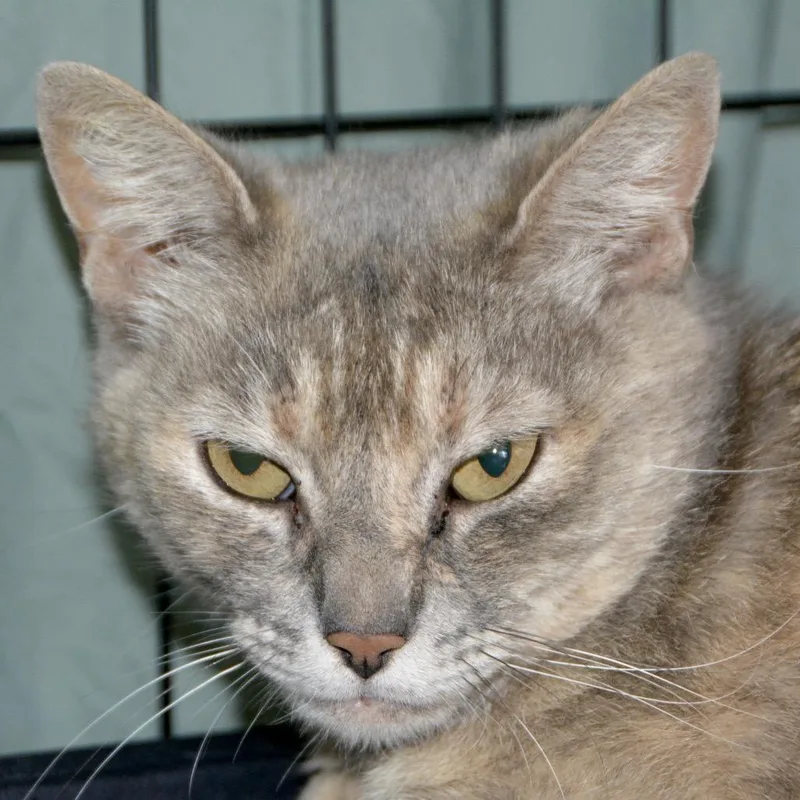 An adult small-sized female Tortoiseshell Domestic Short Hair cat named Fritos for adoption in Los Angeles, CA