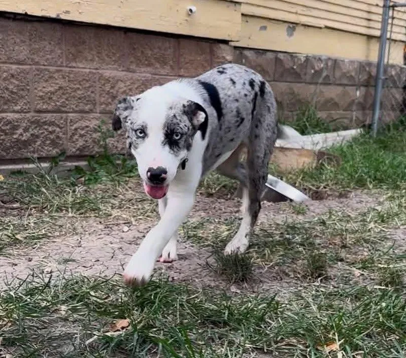 A young large-sized female Catahoula Leopard Dog dog named Ann for adoption in Manhattan, KS