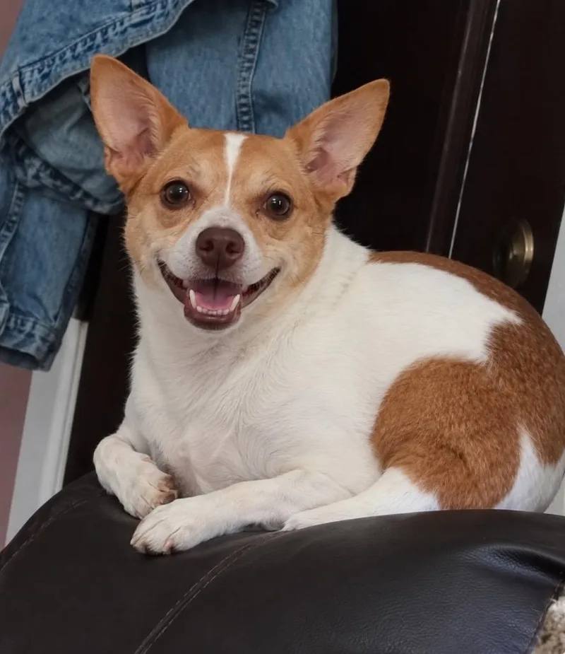 An adult small-sized male Chihuahua dog named Snickers for adoption in Sharpsburg, GA