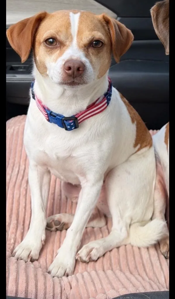 Snickers thumbnail 2