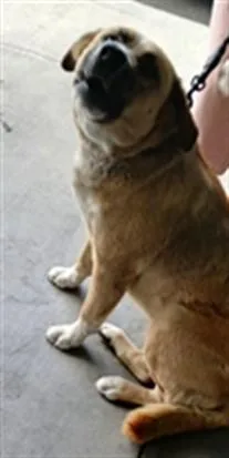 An adult large-sized female Labrador Retriever dog named Canela for adoption in Los Angeles, CA