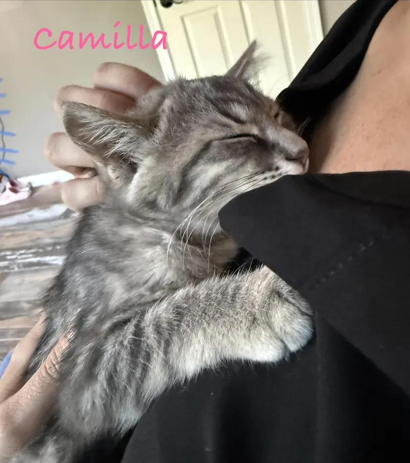 A baby medium-sized female Domestic Medium Hair cat named Camilla for adoption in Crystal Lake, IL