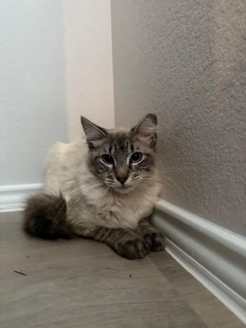 Ice Cube thumbnail 3