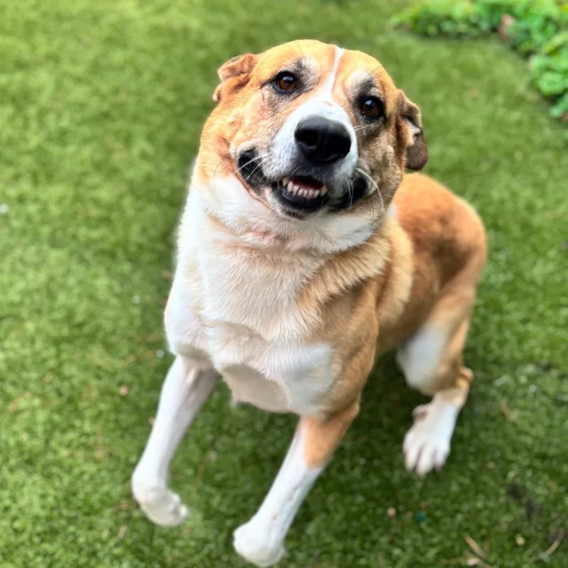 An adult medium-sized male Yellow / Tan / Blond / Fawn Mixed Breed dog named Jimmy Steve for adoption in Nashville, IN