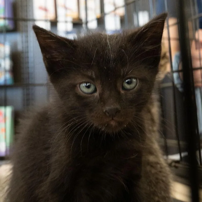 A baby small-sized male Black Domestic Short Hair cat named Lentil Bryant for adoption in Merrifield, VA