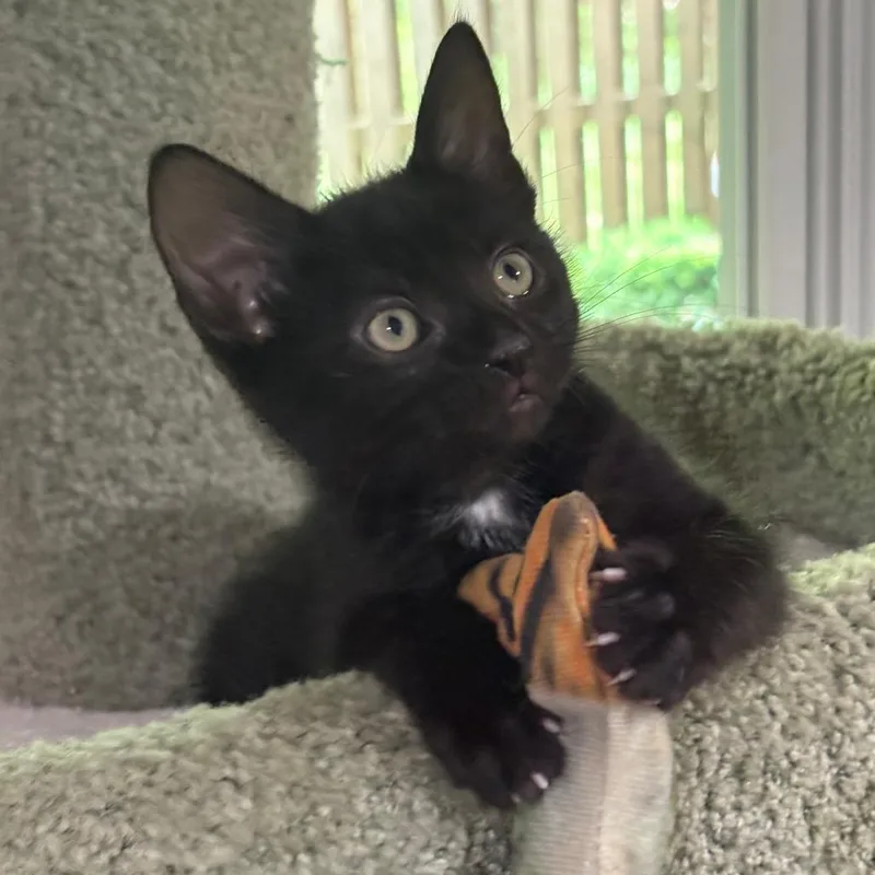 Lentil Bryant thumbnail 3