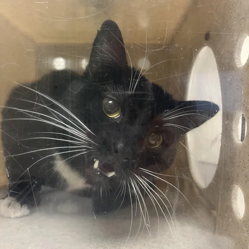 An adult medium-sized male Black Domestic Short Hair cat named Meowzer for adoption in Reno, NV