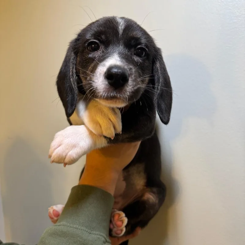 A baby small-sized female Black Mixed Breed dog named Honey for adoption in Saint Charles, MO