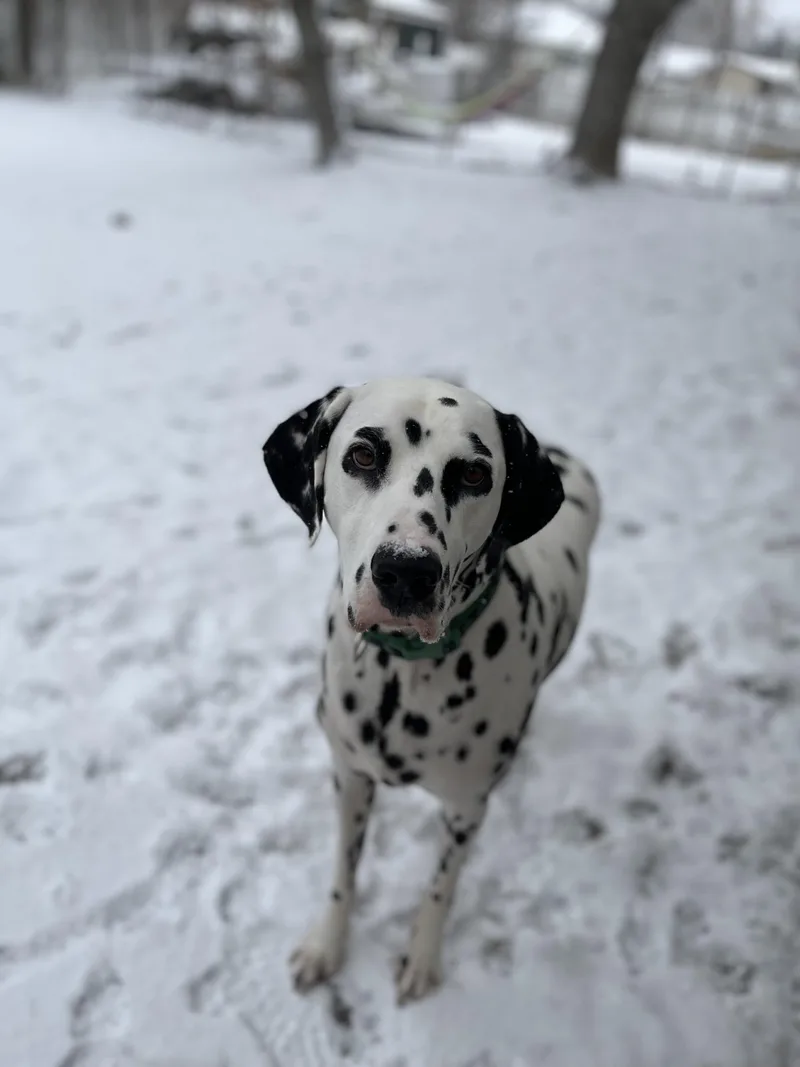 An adult large-sized male Dalmatian dog named Remy Spanish Fork for adoption in San Diego, CA