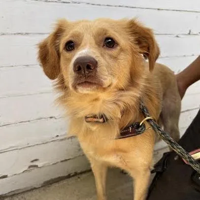 An adult medium-sized male Golden Spaniel dog named Tucker for adoption in Sonoma, CA