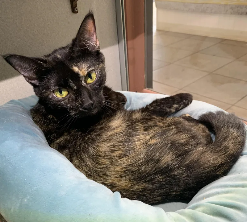 An adult medium-sized female Domestic Short Hair cat named Chloe for adoption in Massena, NY