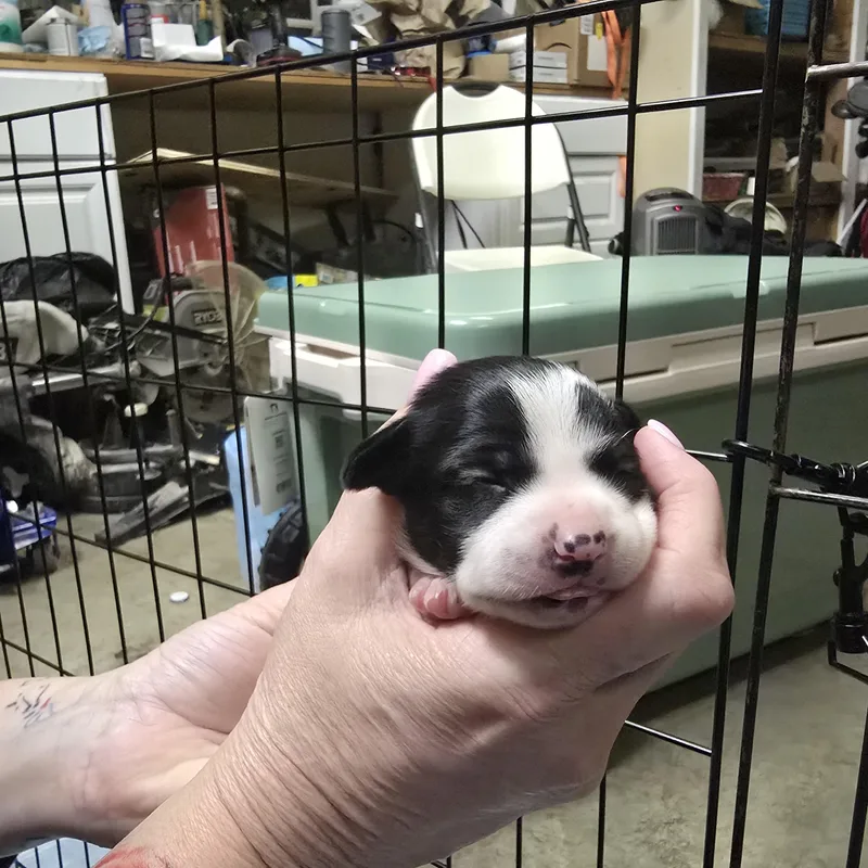 A baby small-sized male White / Cream Chihuahua dog named Ozzy for adoption in Brentwood, CA