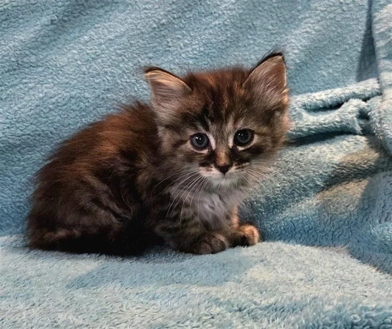 Penny