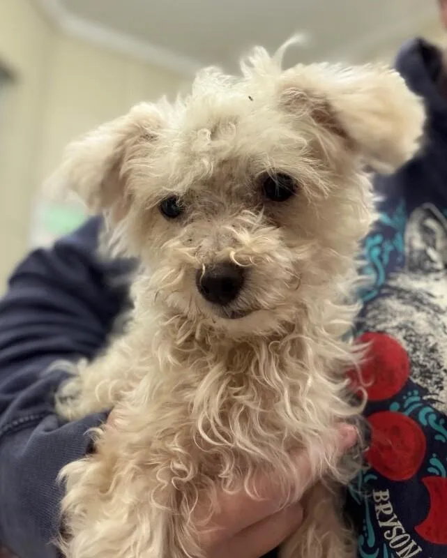 A young medium-sized male White / Cream Maltese dog named Swiffer for adoption in Burgaw, NC