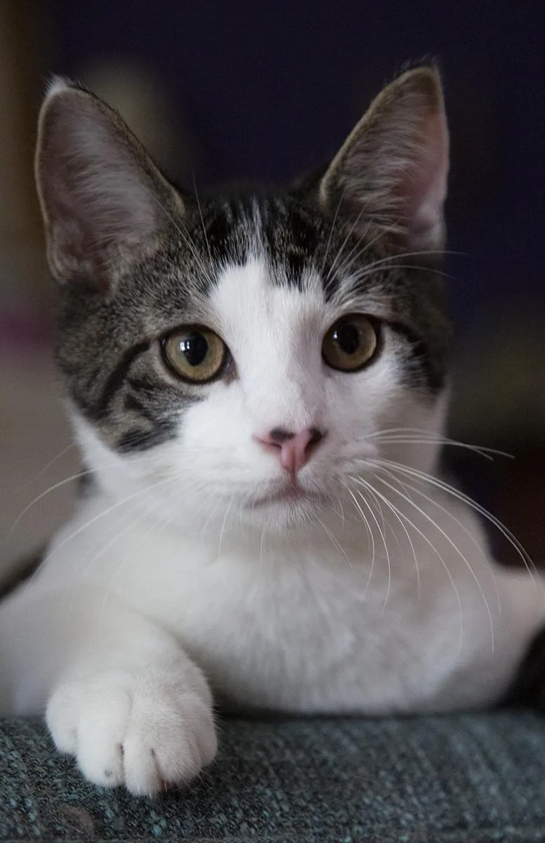 A baby medium-sized male Tabby (Tiger Striped) Domestic Short Hair cat named Caboose for adoption in Chicago, IL